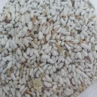 بذر گلرنگ کافشه کوفشه