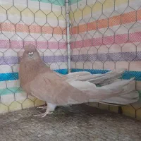 سرور