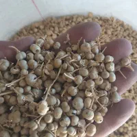 اسپند