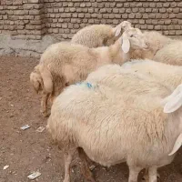 ۸راس شک