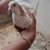 کاارذژ