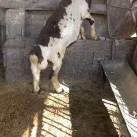 بره قوچ