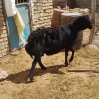 قوچ اصل بی گوش