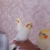 عروس هلندی معاو