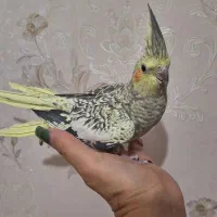 فروش عروسهای هلندی|پرنده|اردبیل, |دیوار