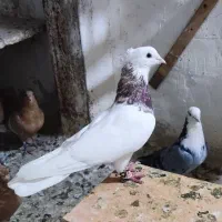 کبوتر کربلایی کاکلی کرمونی ناشی طوقی
