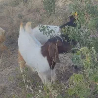 نوکن شیر کش  چپش نری