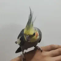 فروش عروس هلندی جفت دستیه دستی|پرنده|لامرد, |دیوار