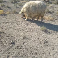 شیشک بره دار|حیوانات مزرعه|زرقان, |دیوار