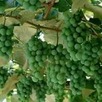 غوره آبگیری