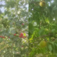 23 قصب زمین مسکونی بادرخت درب بهشت..بهترین لوکیشن