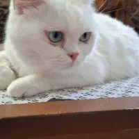 گربه نر بریتیش چشم ابی عقیم شده|گربه|صدرا-فارس, فاز ۲|دیوار