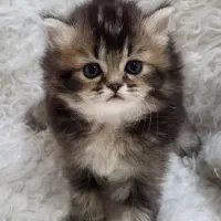 بریتیش و اسکاتیش های نازنازی