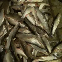 چای بالغی