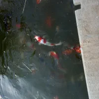 ماهی کوی مولد تاریز معاوضه ای غذا ماهی