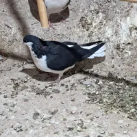 خوش رنگ سیاه نر