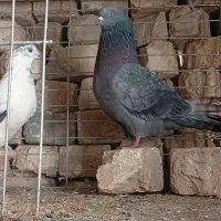 چند جفت کفتر پرشی
