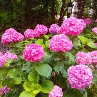 علف تراشی هرس کاری سمپاشی