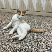 گربه گمشده در مرودشت