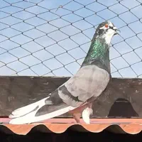 کفتر آسمان خراش (کبوتر)