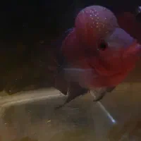 فلاور هورن|ماهی|تهران, صادقیه|دیوار