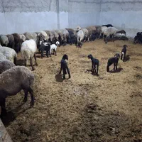فروش گوسفند وره مار و  قوچ|حیوانات مزرعه|نکا, |دیوار