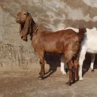 سه پتیری. خالص با یک کامور زرد. همه آبستن با ضمانت|حیوانات مزرعه|تایباد, |دیوار