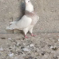 کبوتر طوقی زرد|پرنده|مهر, |دیوار