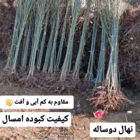 فروش ویژه ارقام نهال