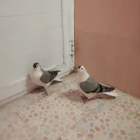 کفتر|پرنده|سبزوار, کهنه آب|دیوار