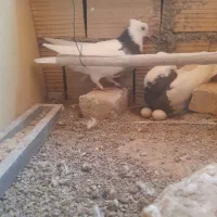 کفتر طوقی سیاه|پرنده|اردکان, |دیوار