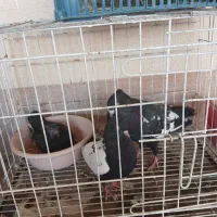 کبوتر بهبهونی