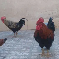 خروس