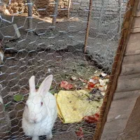 خرگوش نر خوب