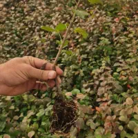 نهال و نشا آقای دکتر سعادتی