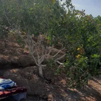 استخرذخیره آب کشاورزی وباغ پسته|فروش دفتر صنعتی، کشاورزی، تجاری|تربت‌حیدریه, پائین ولایت|دیوار