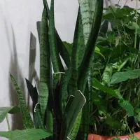 گل و گیاه خانگی