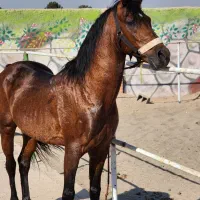 اسب کرد فوق‌العاده تیپ دار