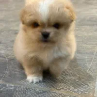 سگ کوچولو|سگ|اصفهان, شهید رجایی|دیوار