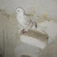 کفتر|پرنده|چهارباغ, |دیوار