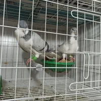 قفس جفتگاه با دو خوری