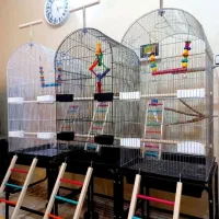 قفس عروس هلندی کوتوله گرینچیک و انواع پرندگان