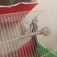 عروس هلندی