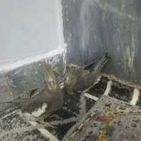 جوجه عروس هلندی سینامون