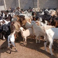 کهره چاق نروماده|حیوانات مزرعه|کنار تخته و کمار, |دیوار