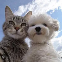 پانسیون خانگی پت