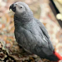 کاسکو دم قرمز