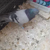 کفتر شامپیون کاشونی|پرنده|شهرضا, |دیوار