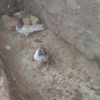 گفتر|پرنده|مشهد, بهمن|دیوار