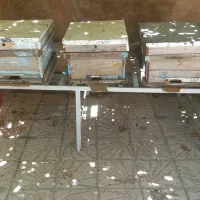 زنبور عسل نژاد کارنیکا وایتالیایی